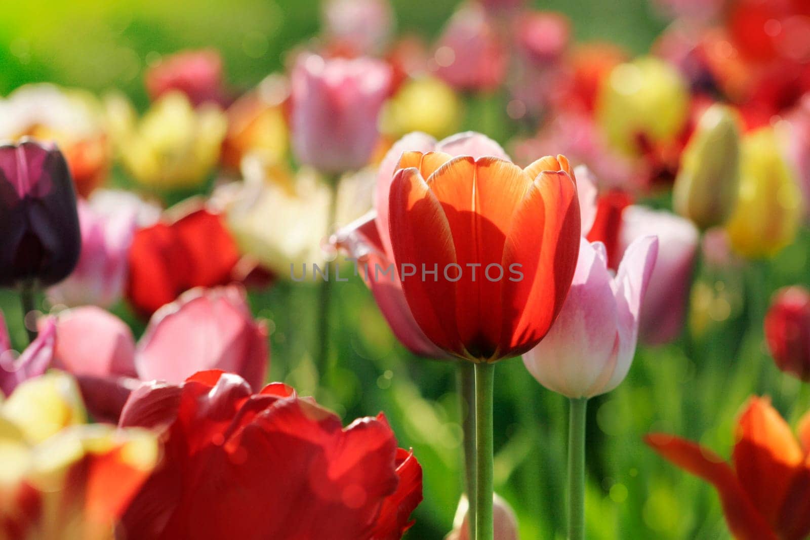 colorful tulip field with light effects in spring