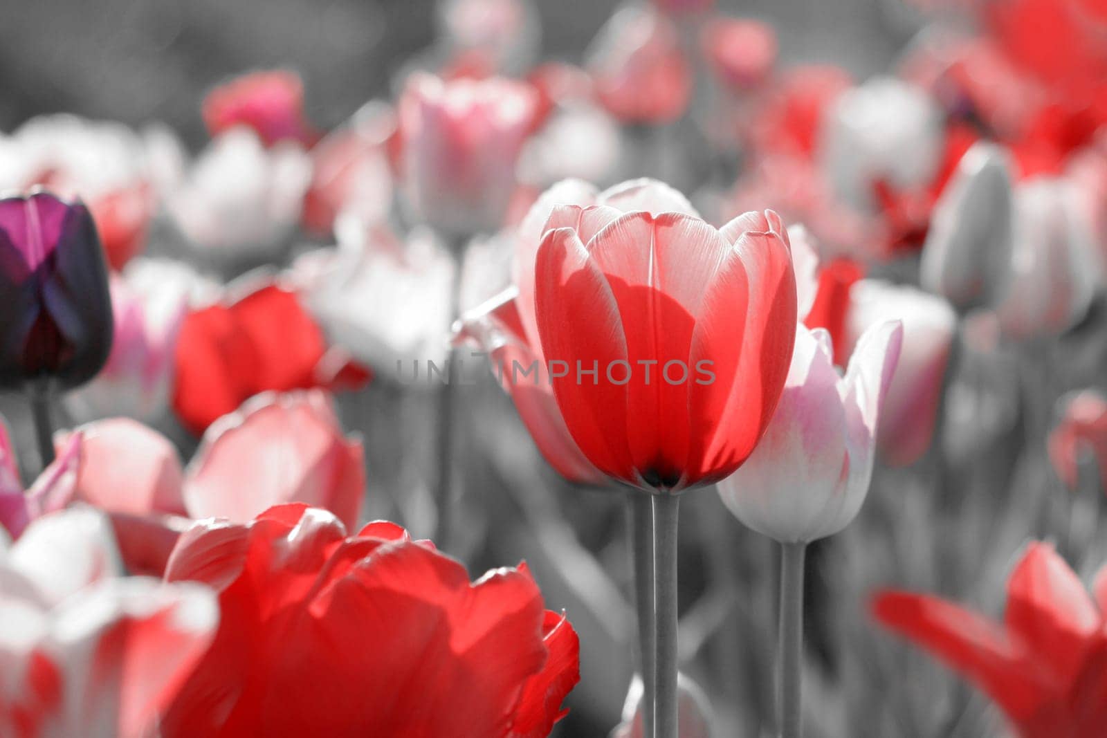 tulpen grey concept mourns
