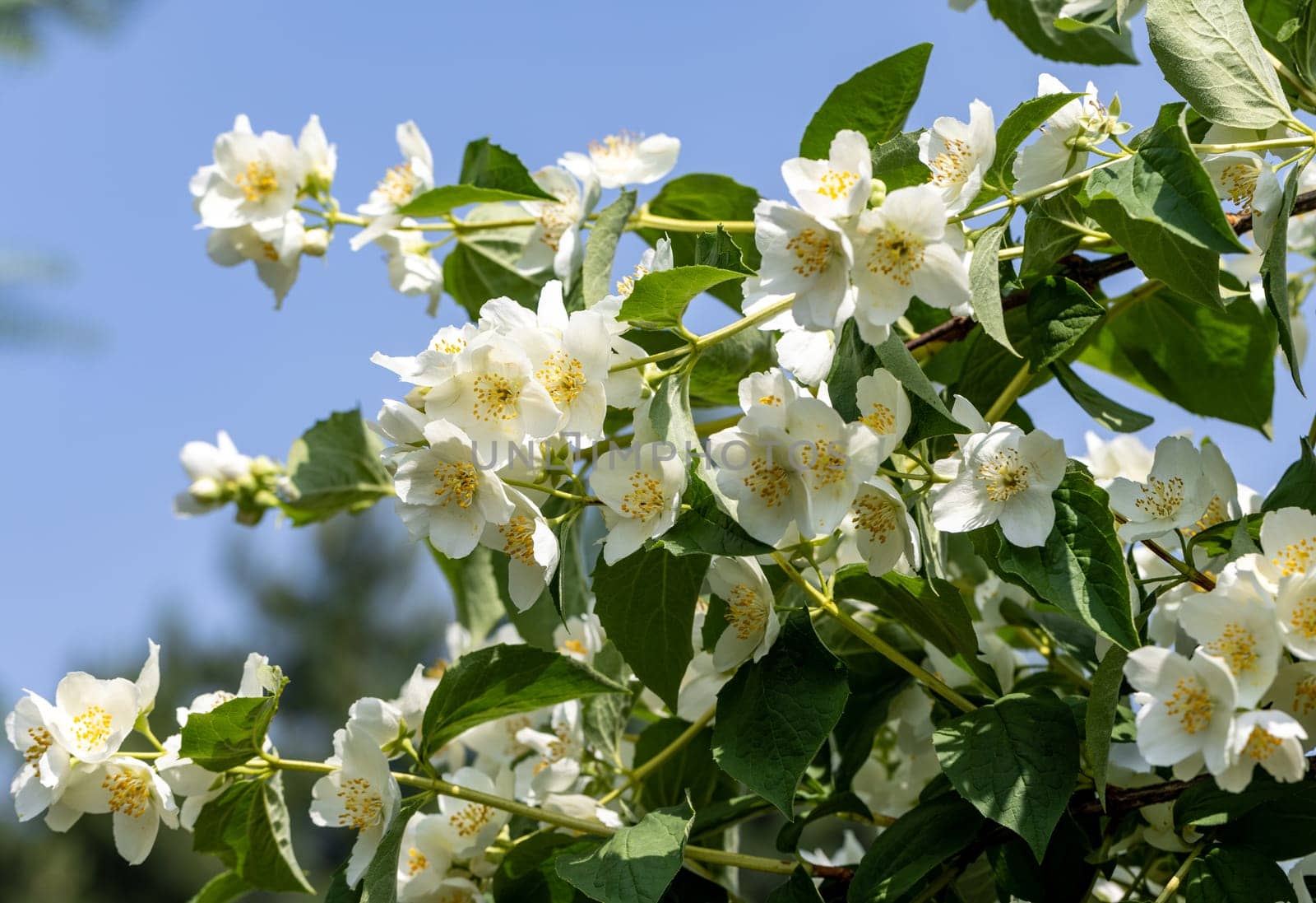 Beautiful white jasmine blossom flowers in spring time. Background with flowering jasmin bush.