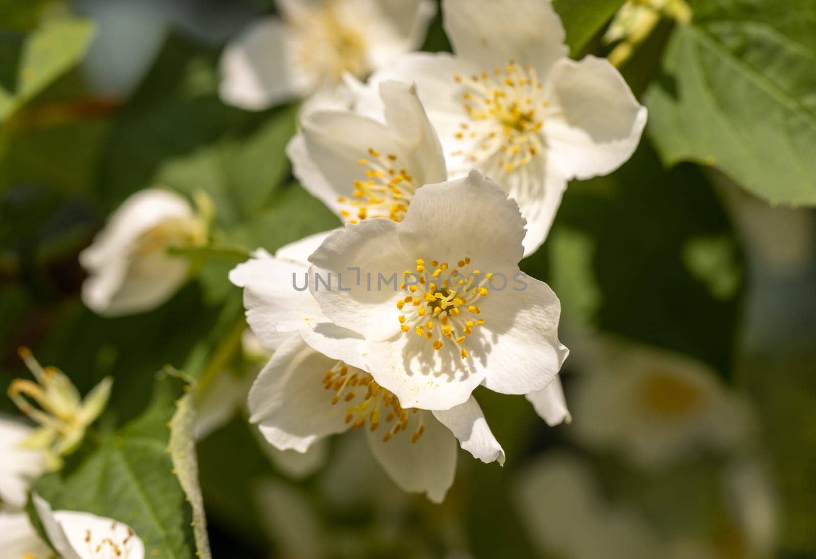 Beautiful white jasmine blossom flowers in spring time. Background with flowering jasmin bush.