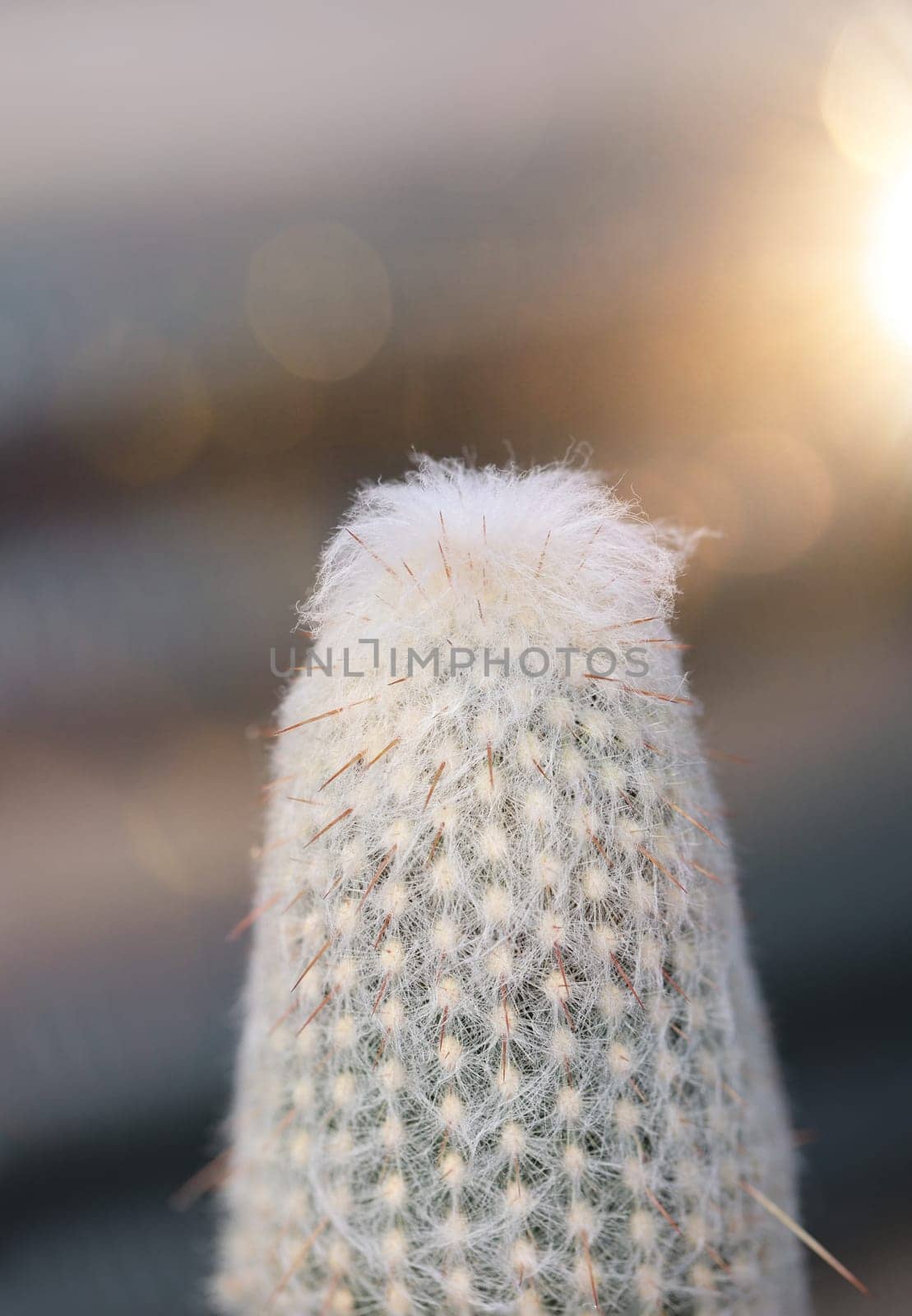 Portrait of a Cactus, A cactus in a tropical environment.