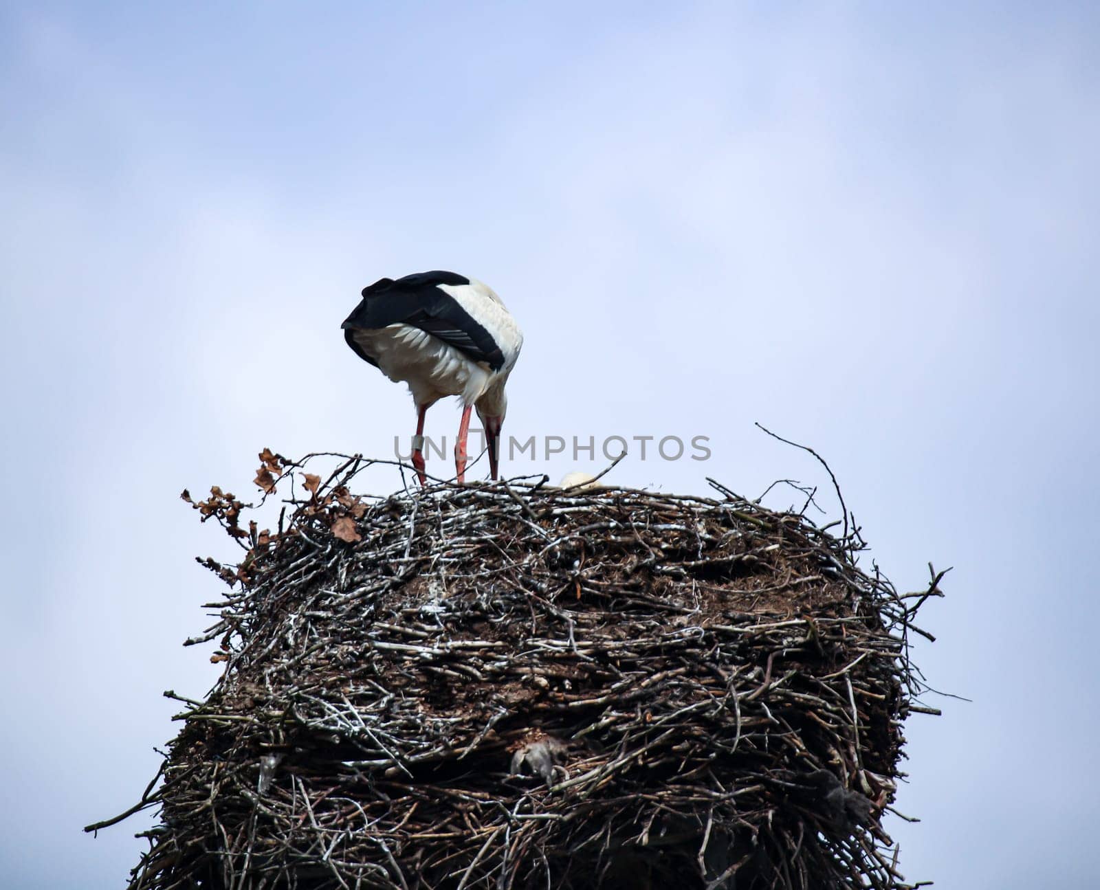 A white stork, Ciconidae high up in its stork nest, the eyrie.
