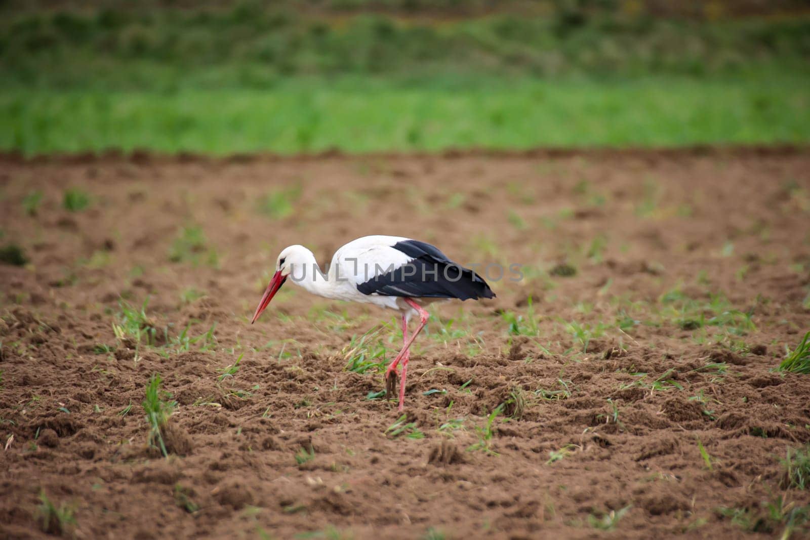 A White Stork, Ciconidae searches for mice and other animals in a freshly ploughed field.