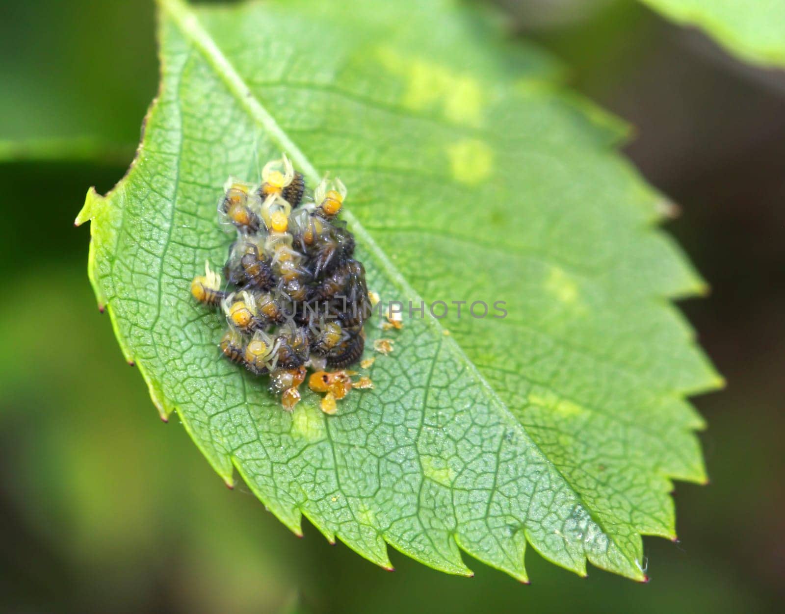 A cluster of many small baby spiders. Many little cross spiders.