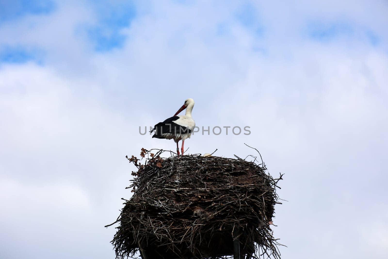 A white stork, Ciconidae high up in its stork nest, the eyrie.