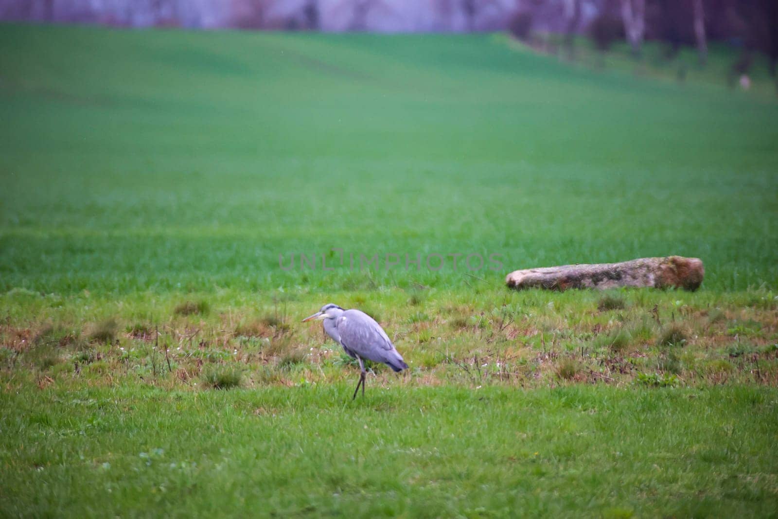 A grey heron foraging alone in a meadow.