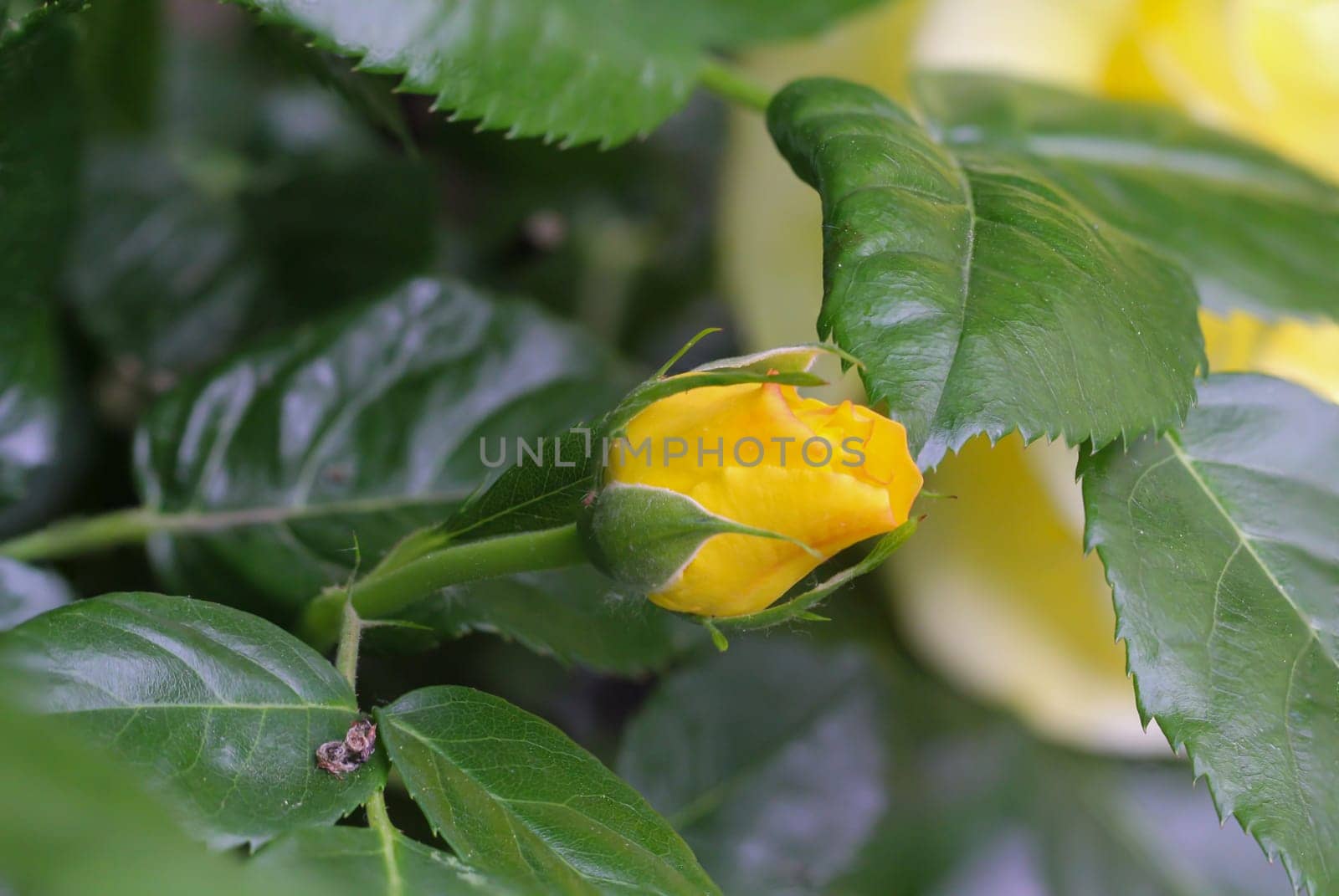 The yellow blossom of a rose peeps through between the leaves.