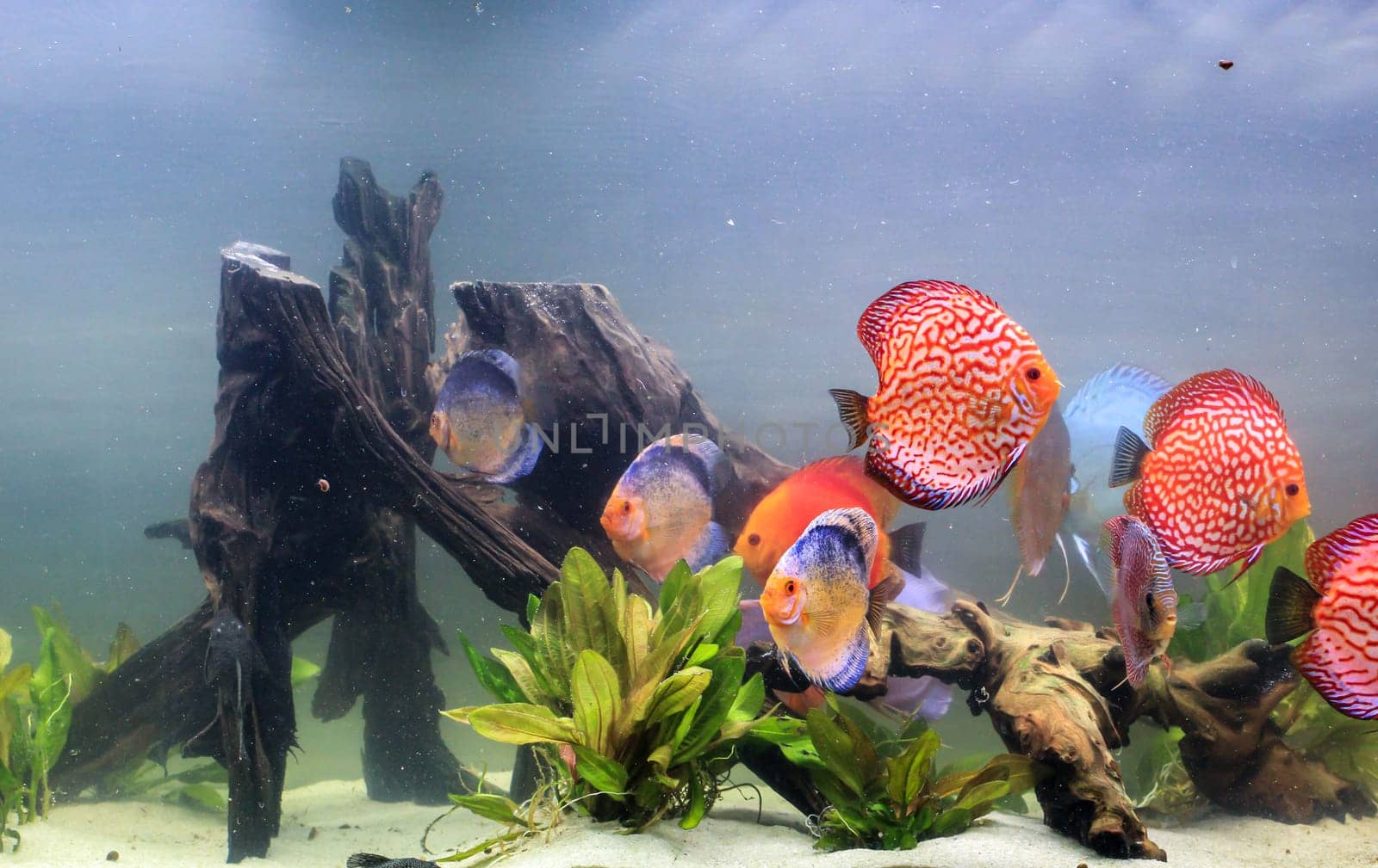 Portrait shot of discus fish in an aquarium, Amazon Aquarium.