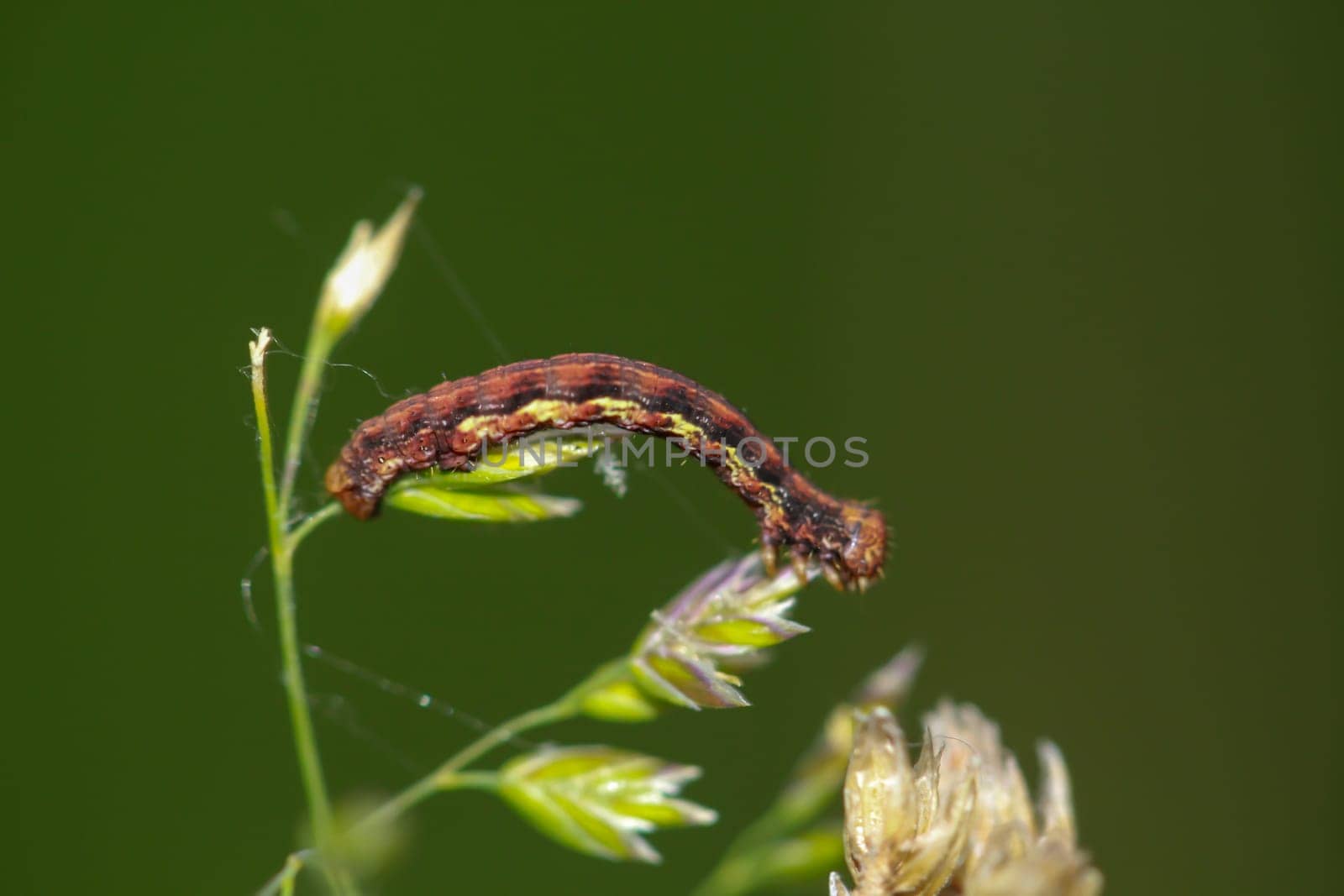 The caterpillar of a great frost moth, Erannis defoliaria on a plant.