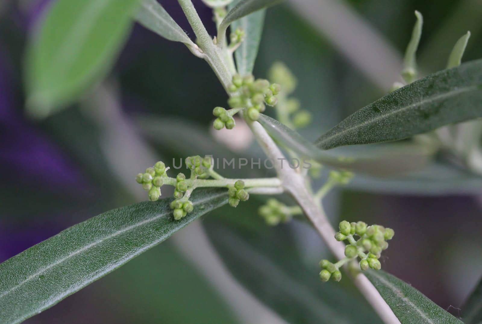 The flower sprouts of an olive tree, Olea europaea L.