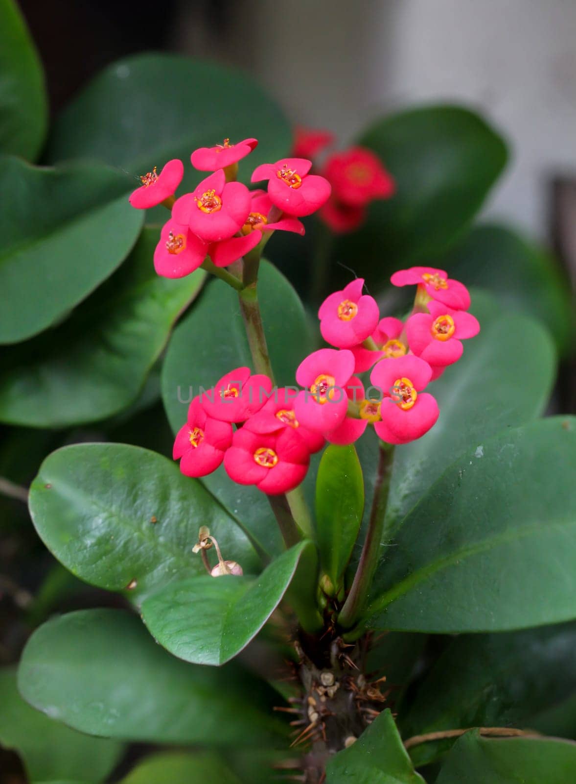 A close-up of the flowers of the Christ thorn, Euphorbiaceae