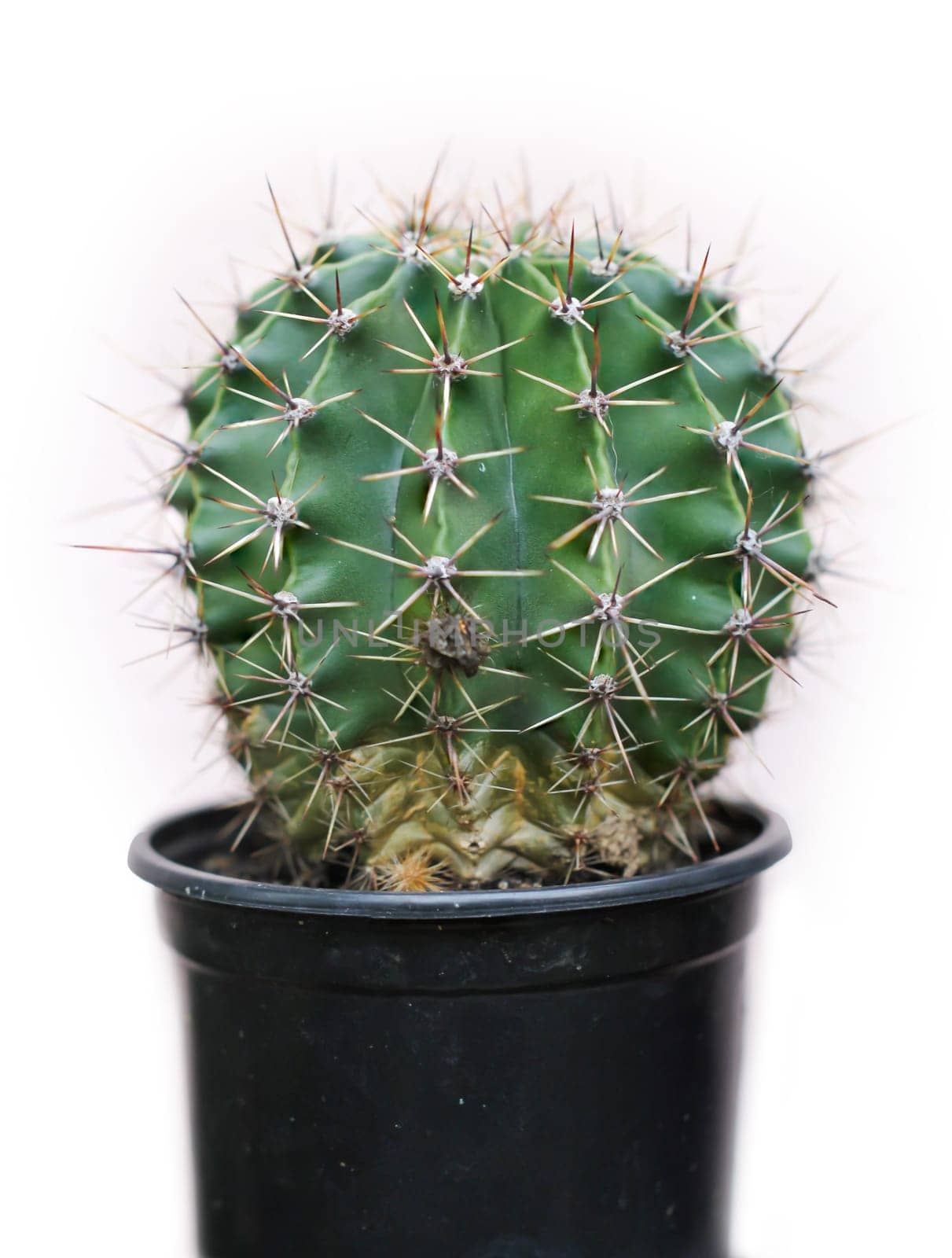 A cactus in a plastic pot against a light background.