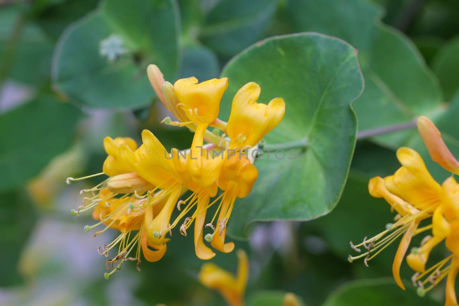 The yellow flowers of a lonicera flava sims, or gold whiting.