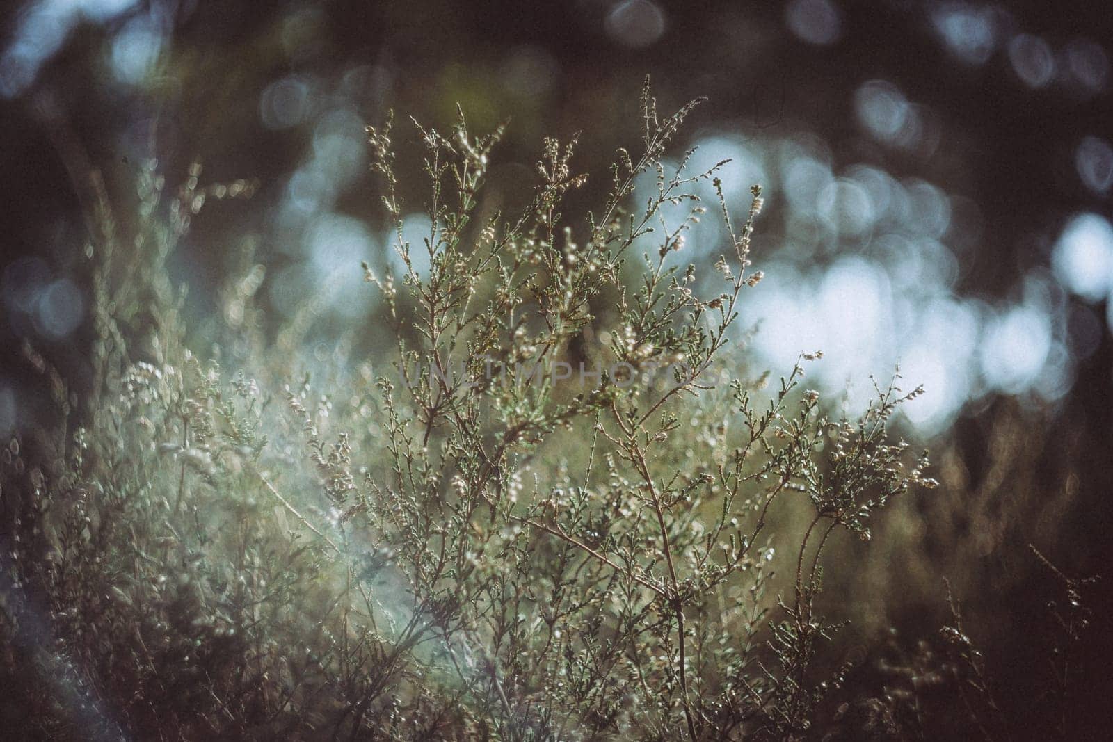 Dreamy nature closeup shot of heath with blurry background bokeh. Beauty in nature.