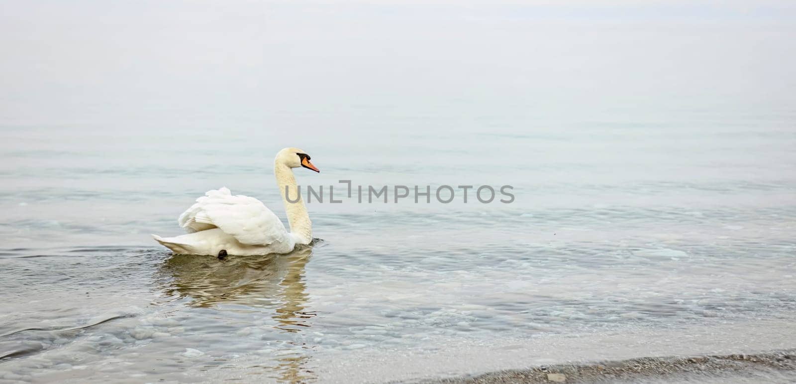 A serene and majestic white swan gracefully swimming on a tranquil misty lake, surrounded by a peaceful and dreamy atmosphere