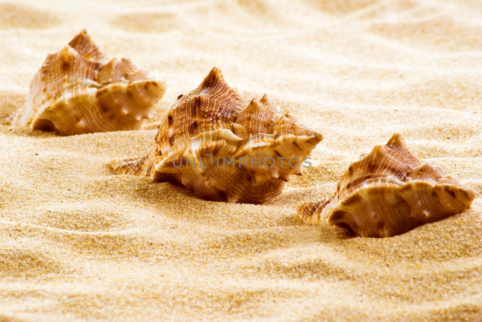 Three sea shells on the beach