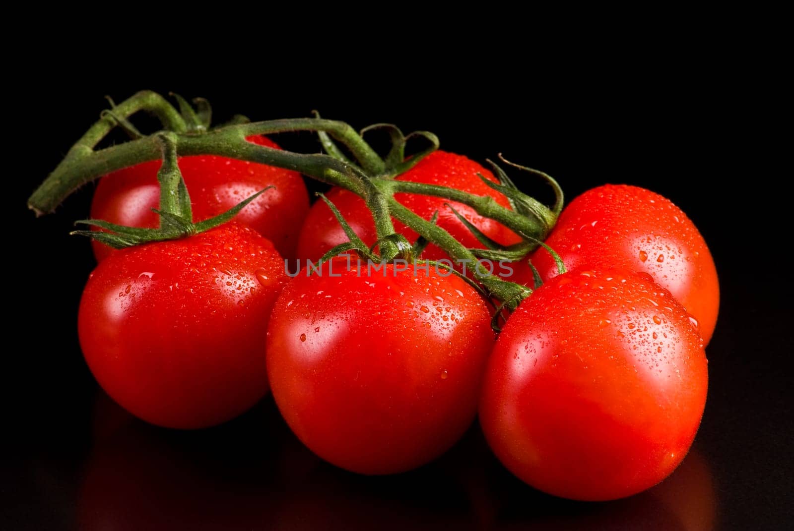 Branch of tomatoes on a black background