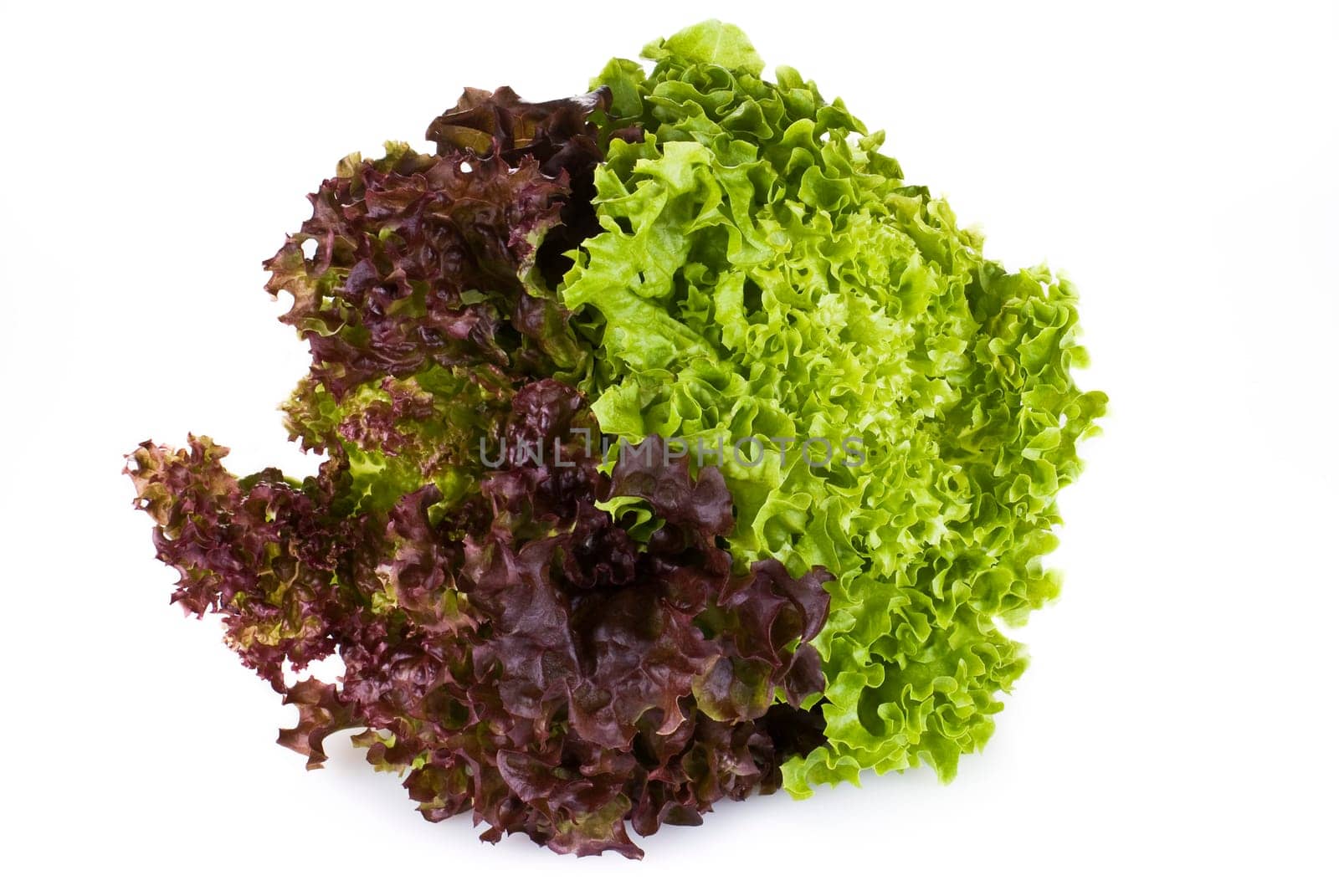 Fresh lettuce isolated on white background