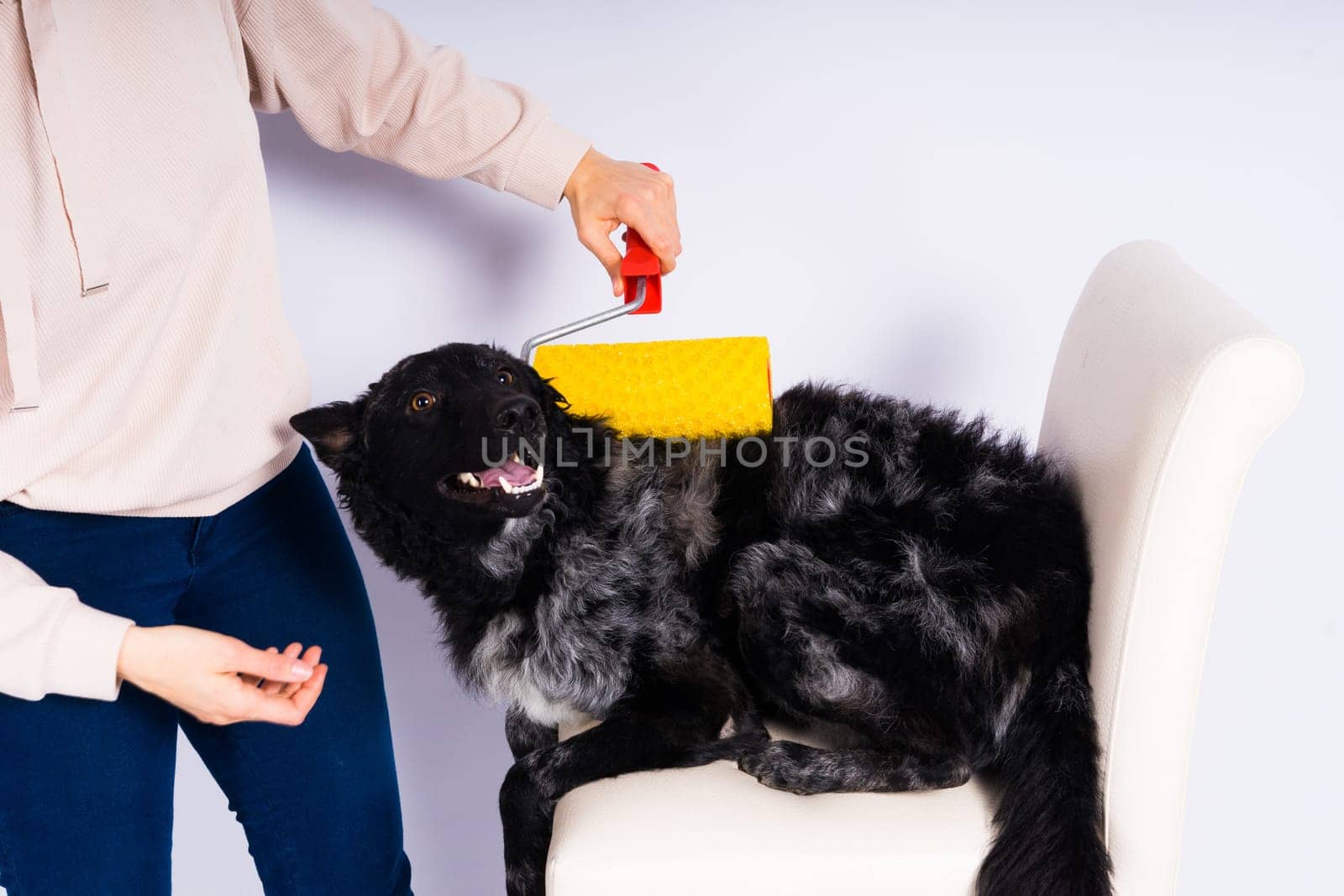 Man painting his dog doing renovation work in room. Good relationship between dog and his owner