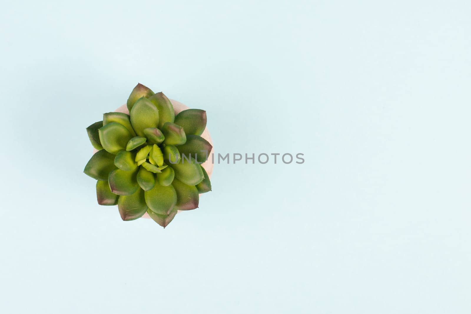 Cactus in a pot on a blue background, minimalistic decoration, plant at the desk, copy space for text, modern home