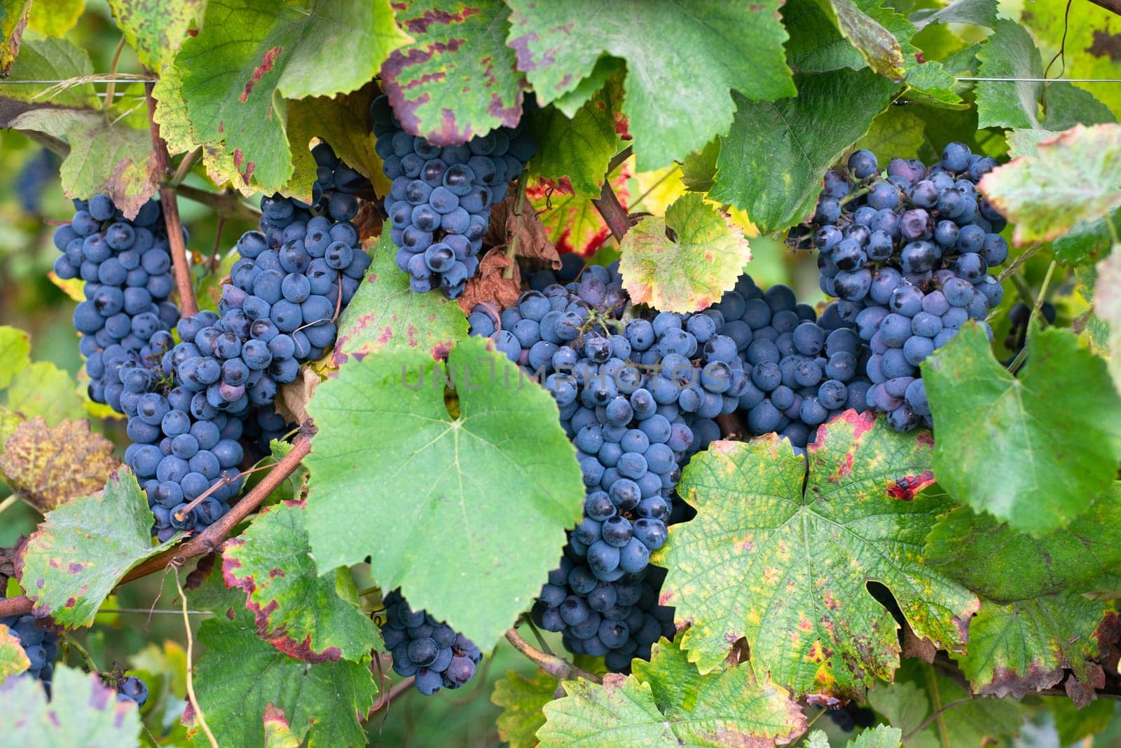 Blue ripe grapes growing on the vineyard, Moselle valley in autumn