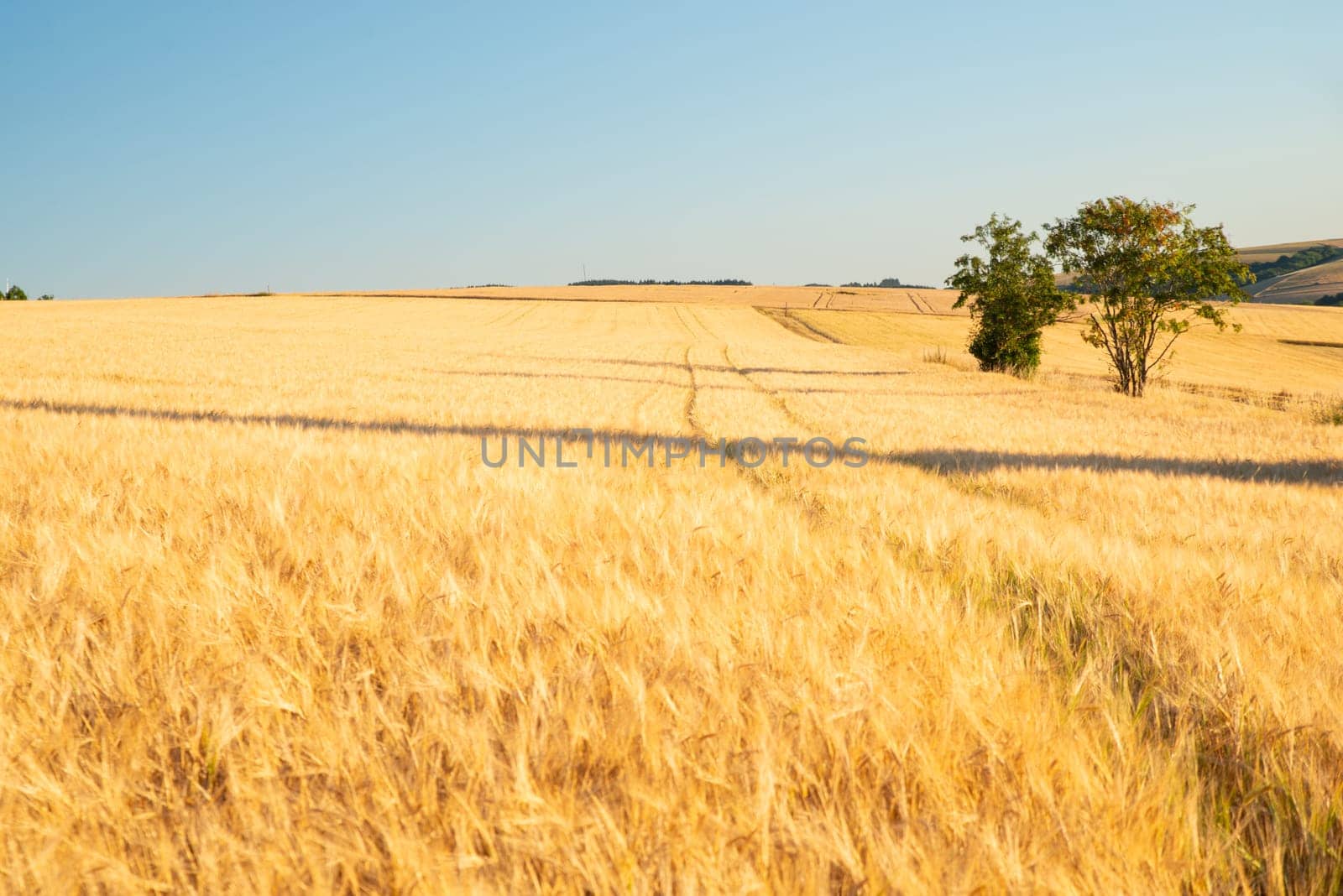 Field with cultivated barley Germany, harvest in the summer, agriculture for food, farmland on the countryside