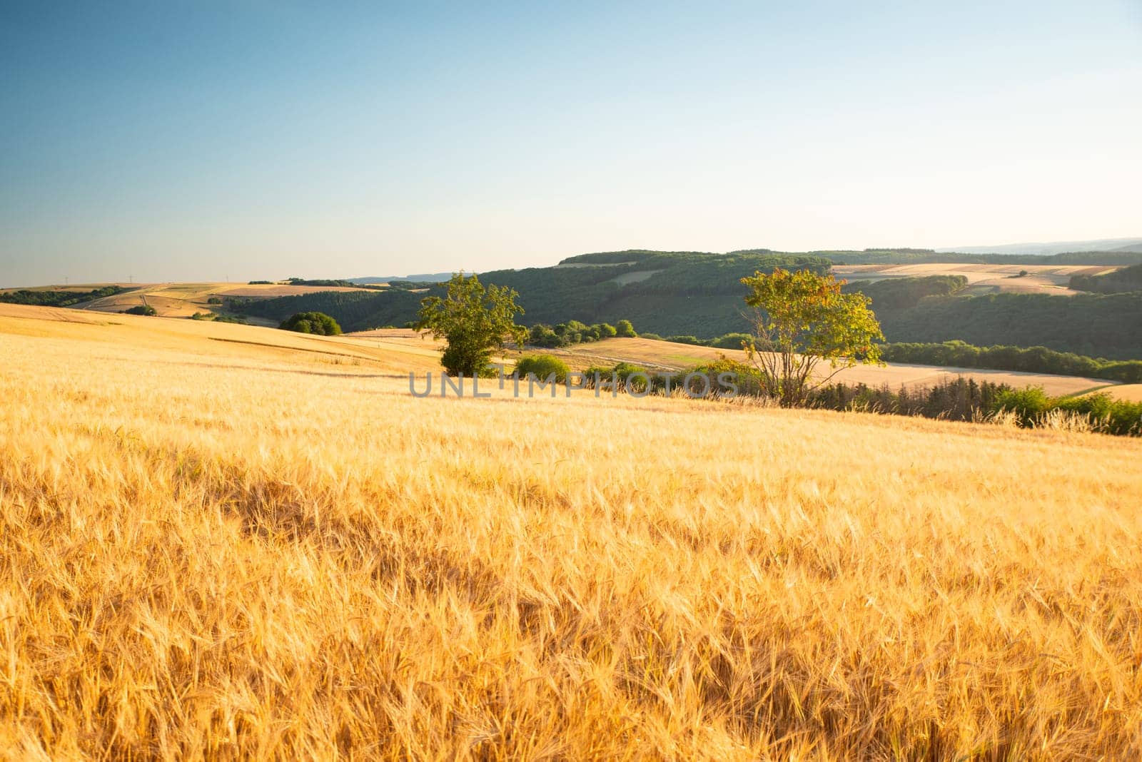 Field with cultivated barley Germany, harvest in the summer, agriculture for food, farmland on the countryside