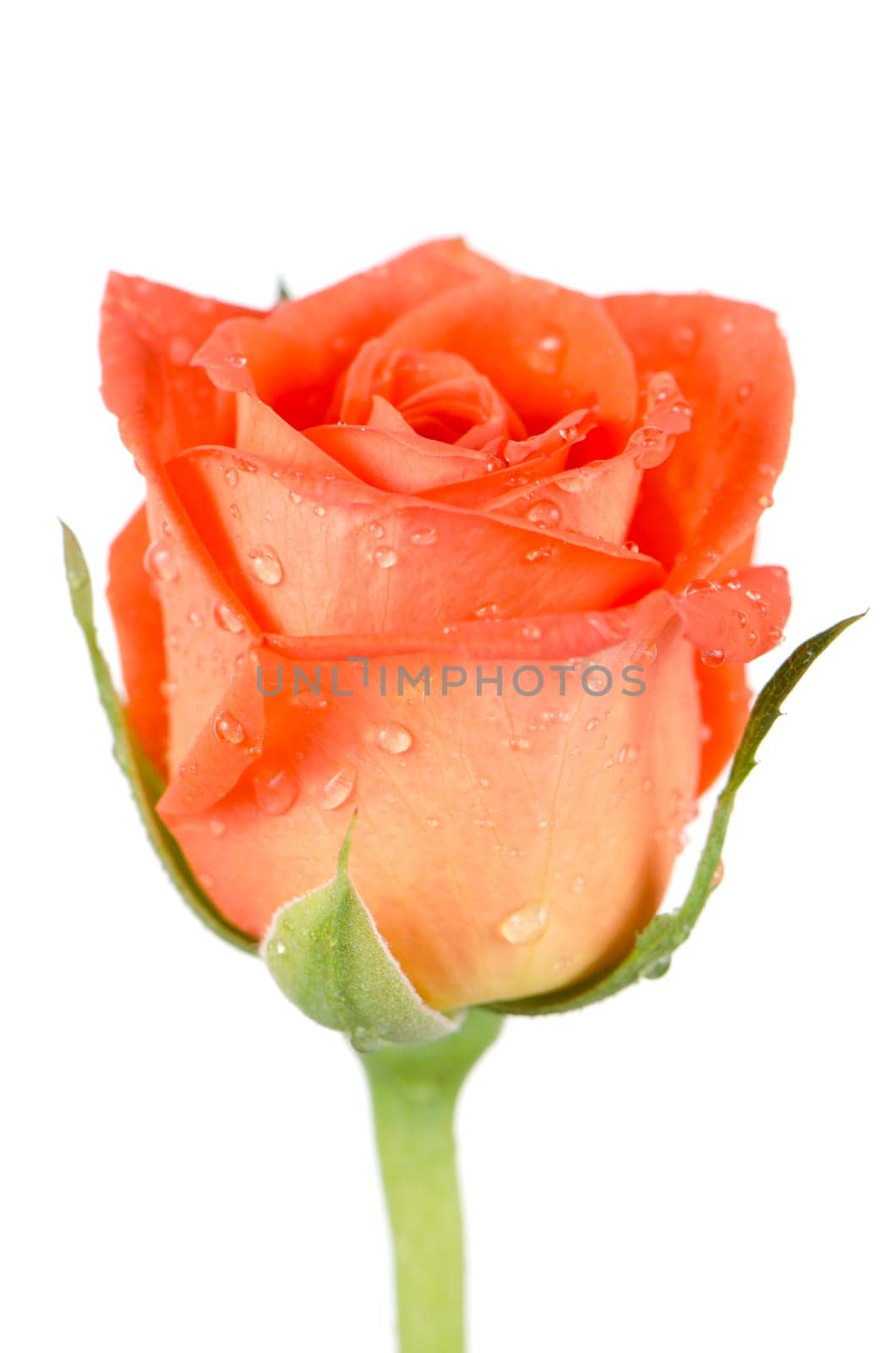 Beautiful orange rose flower isolated on white background.