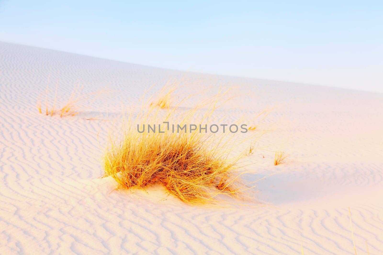 Image of the gypsum dunes and grasses at White Sands