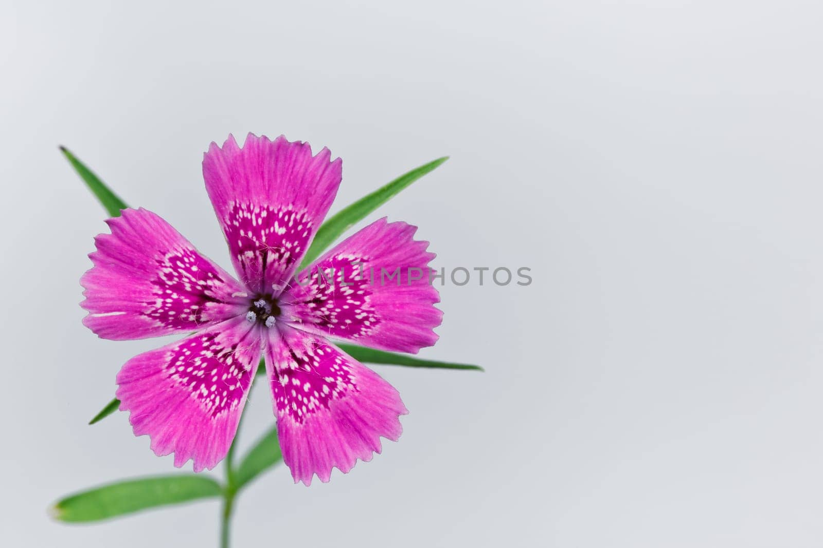 Piatra Craiului Pink (Dianthus callizonus) is a rare alpine flower native to only a small area of Carpathians Mountain