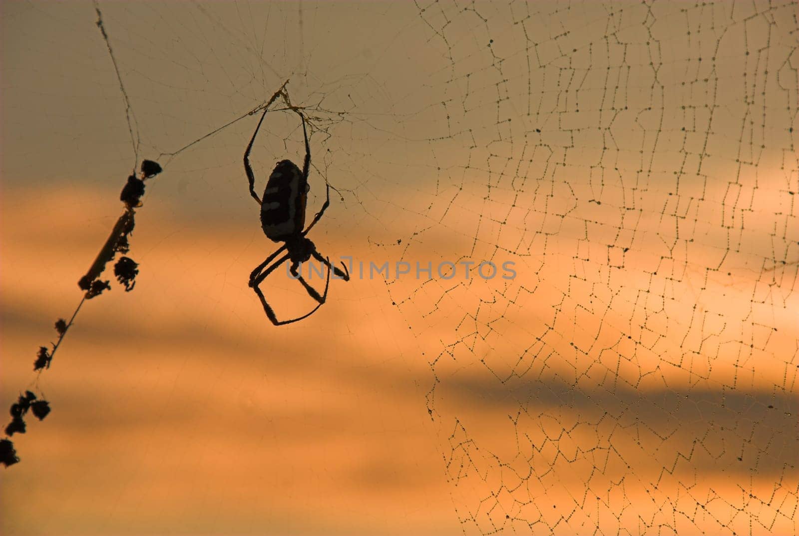 Orbweb spider (arachnid) catching breakfast against sunrise