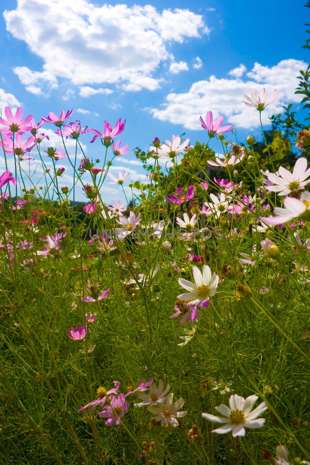 flowers on blue sky background