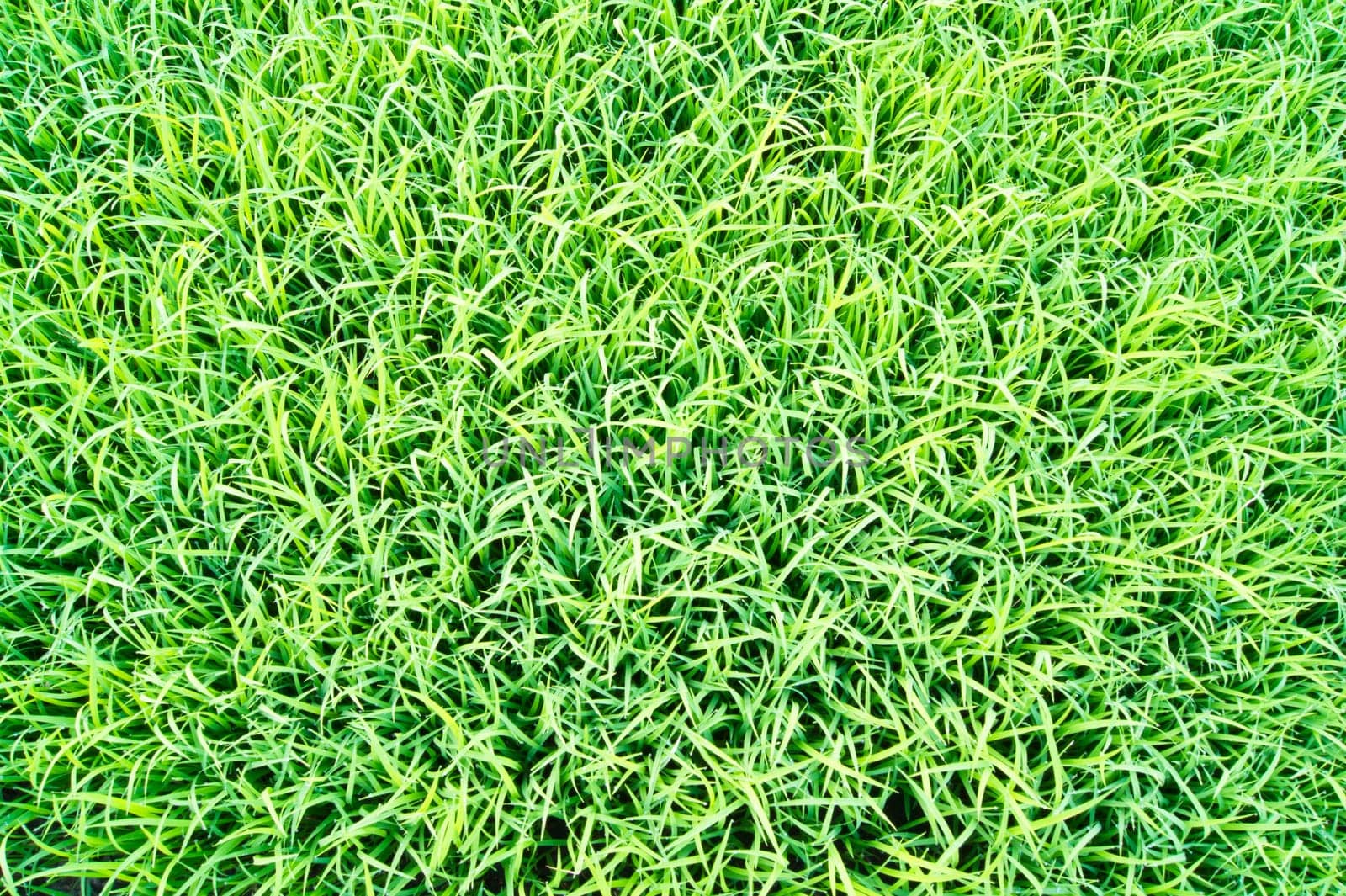 top view of green grass in the morning