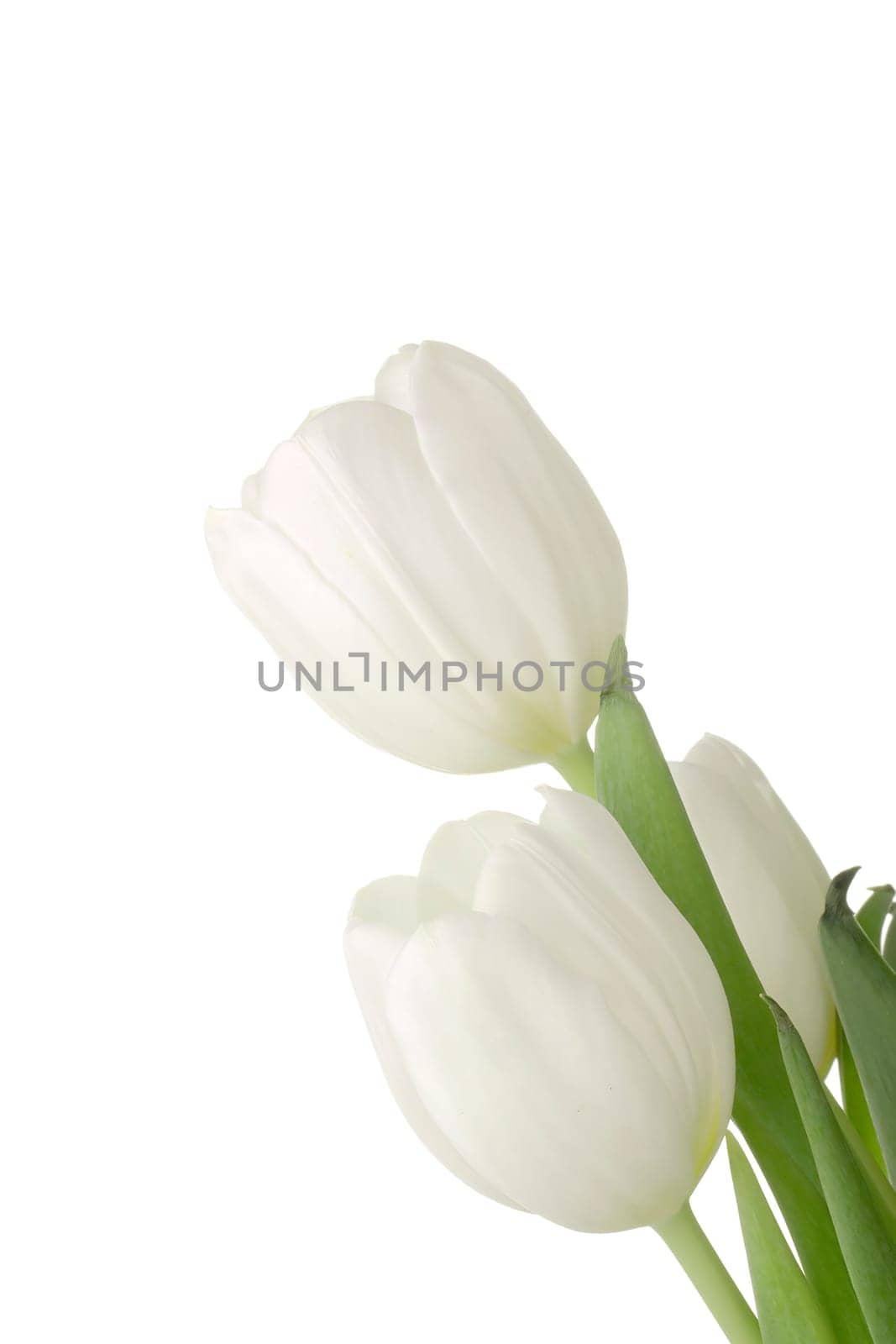 White tulips isolated on a white background.