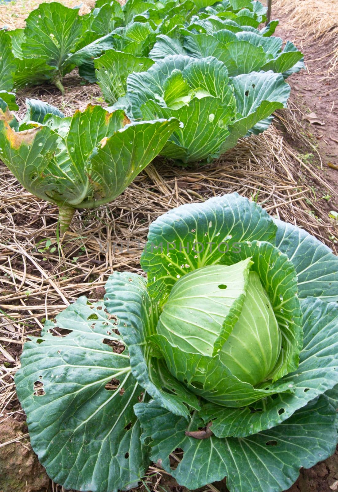 Organic cabbage in the garden