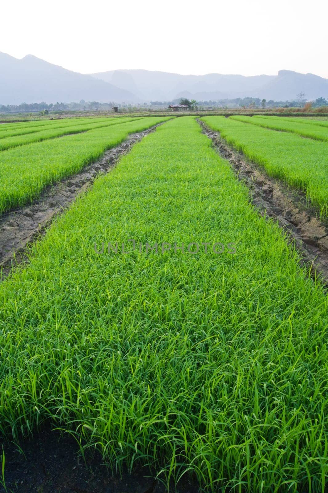 rice field in the morning