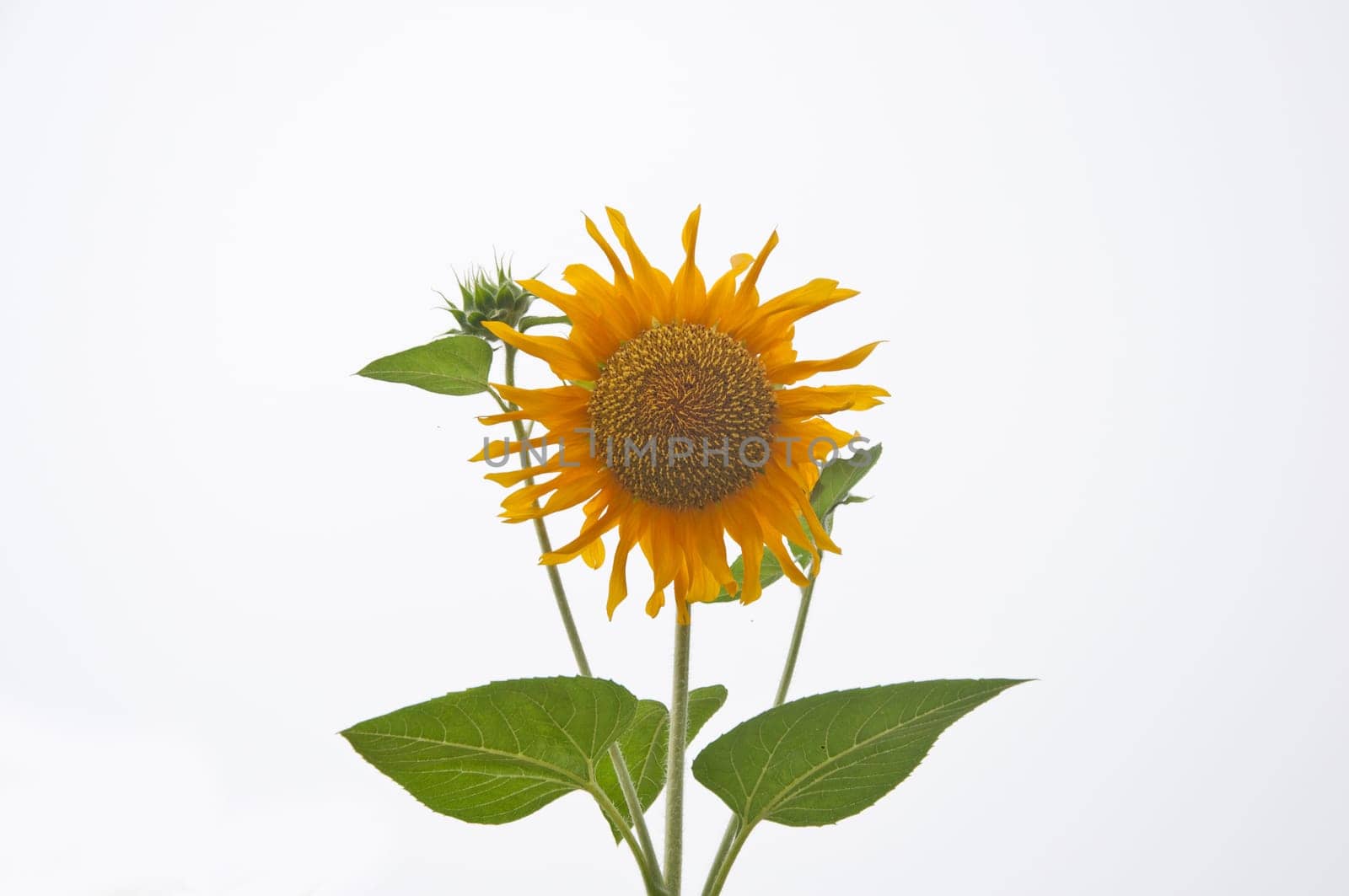 a picture of beautiful sun flower blossom