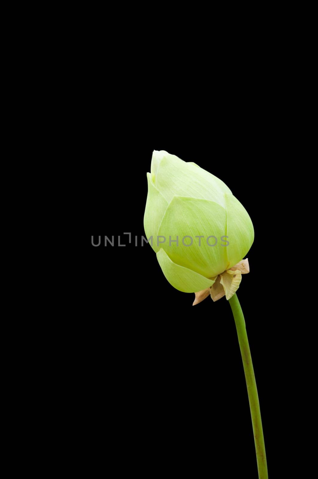 a picture of a beautiful lotus flower in black isolate