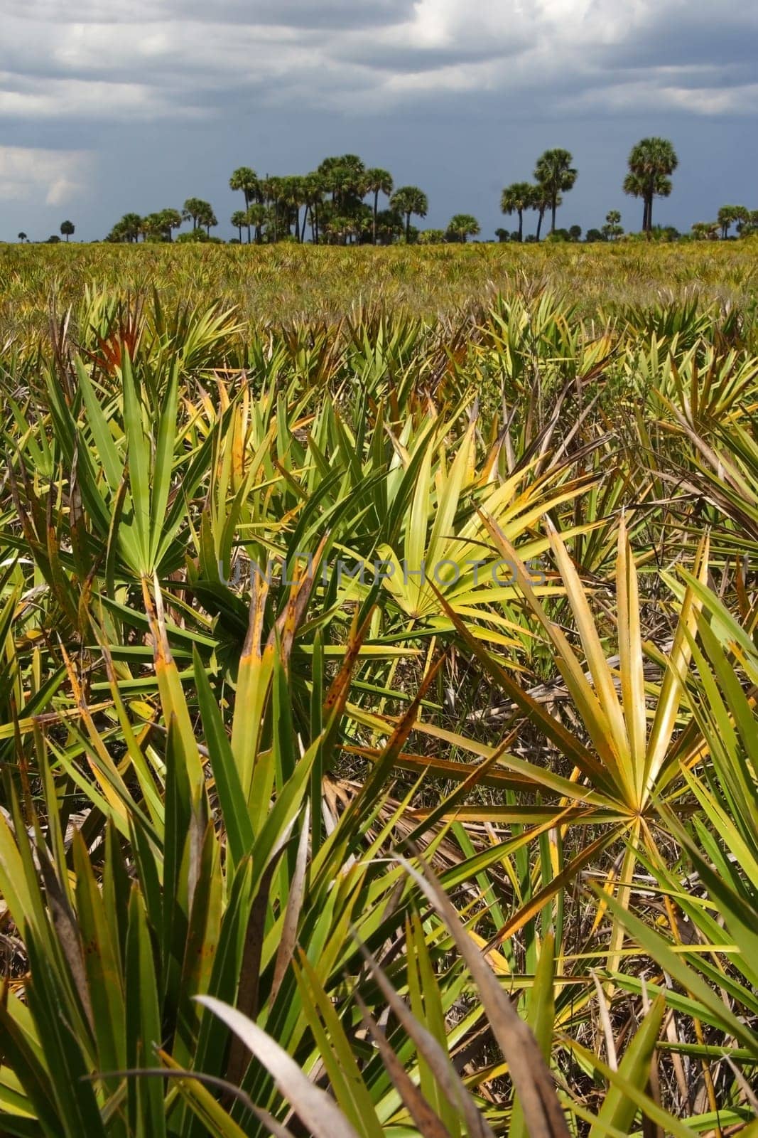 Scenic Kissimmee Prairie State Park in Florida