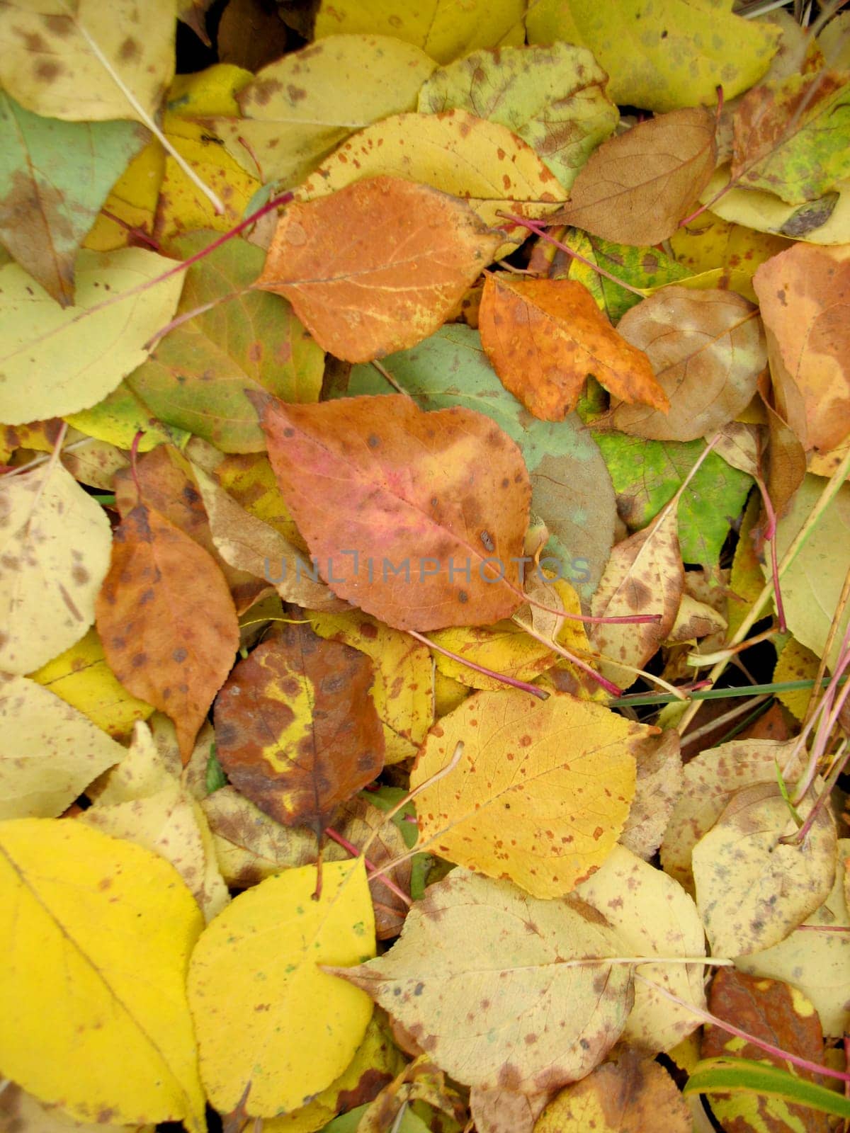 There are yellow autumn leaves and dry grass