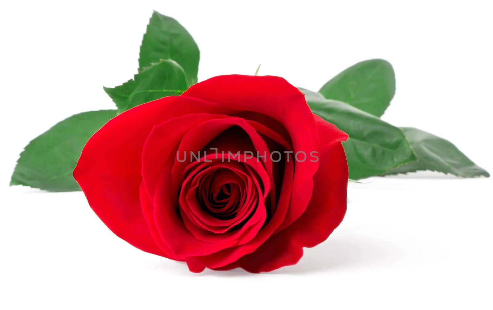 Red rose close-up isolated on white background
