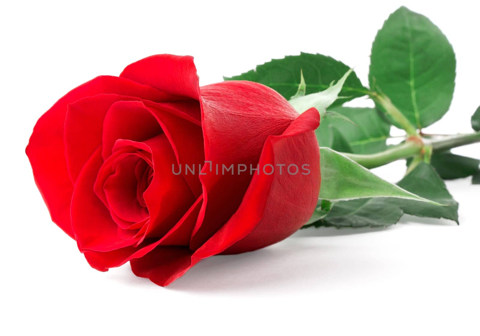 red rose bud isolated on white background