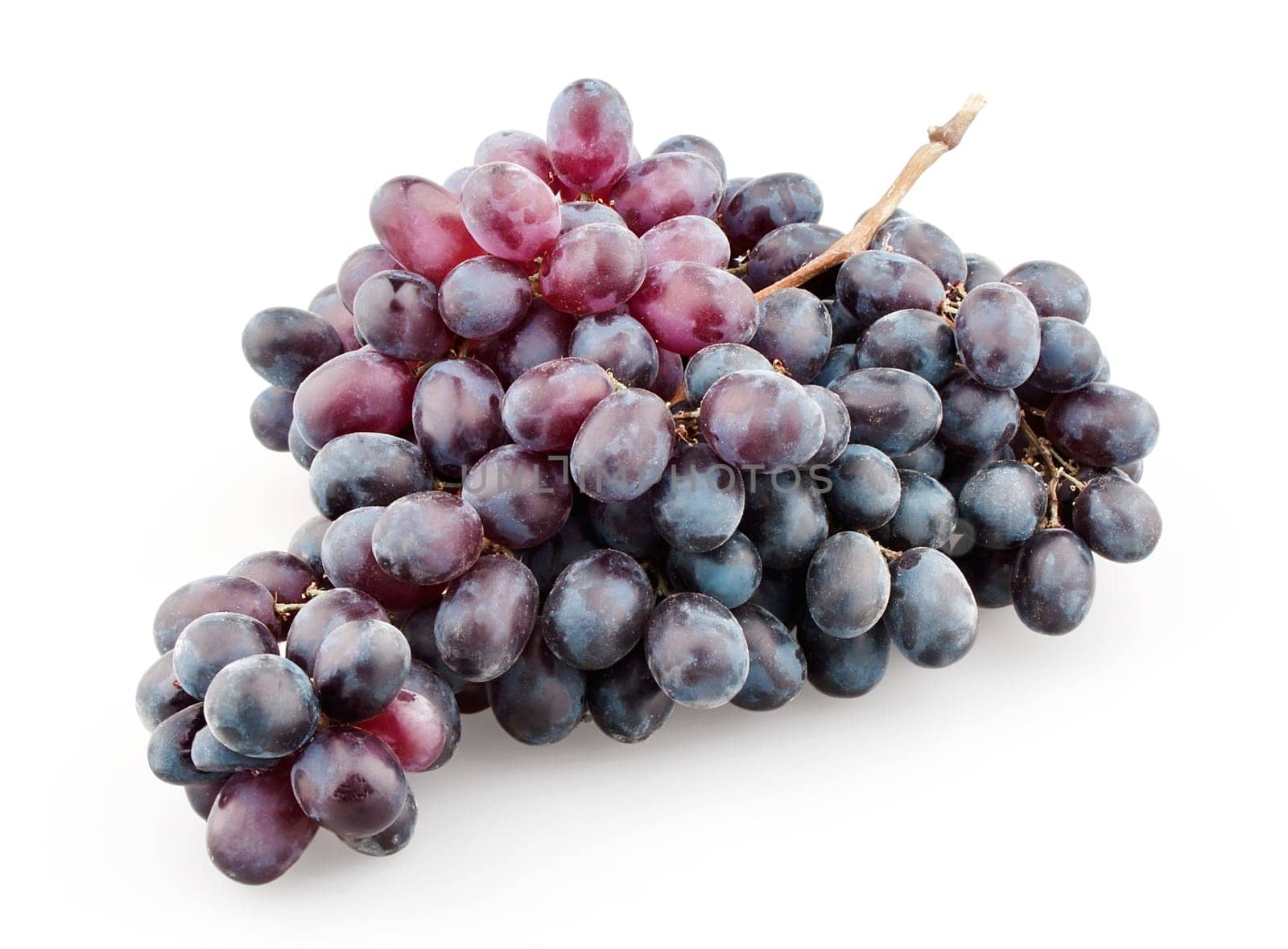 Branch of black grapes isolated on white background