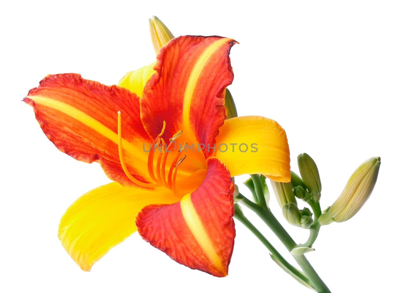 Red-yellow lily closeup isolated on white background