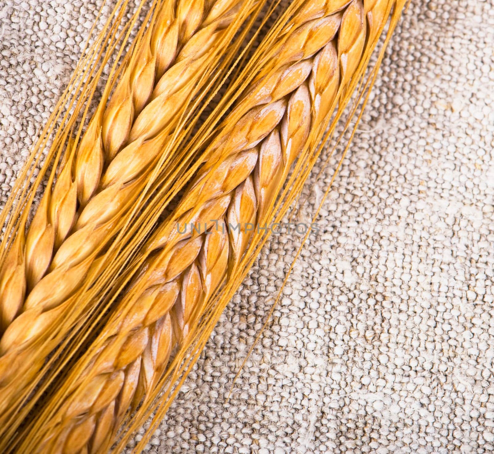 wheat ГҐars isolated on rough cloth background