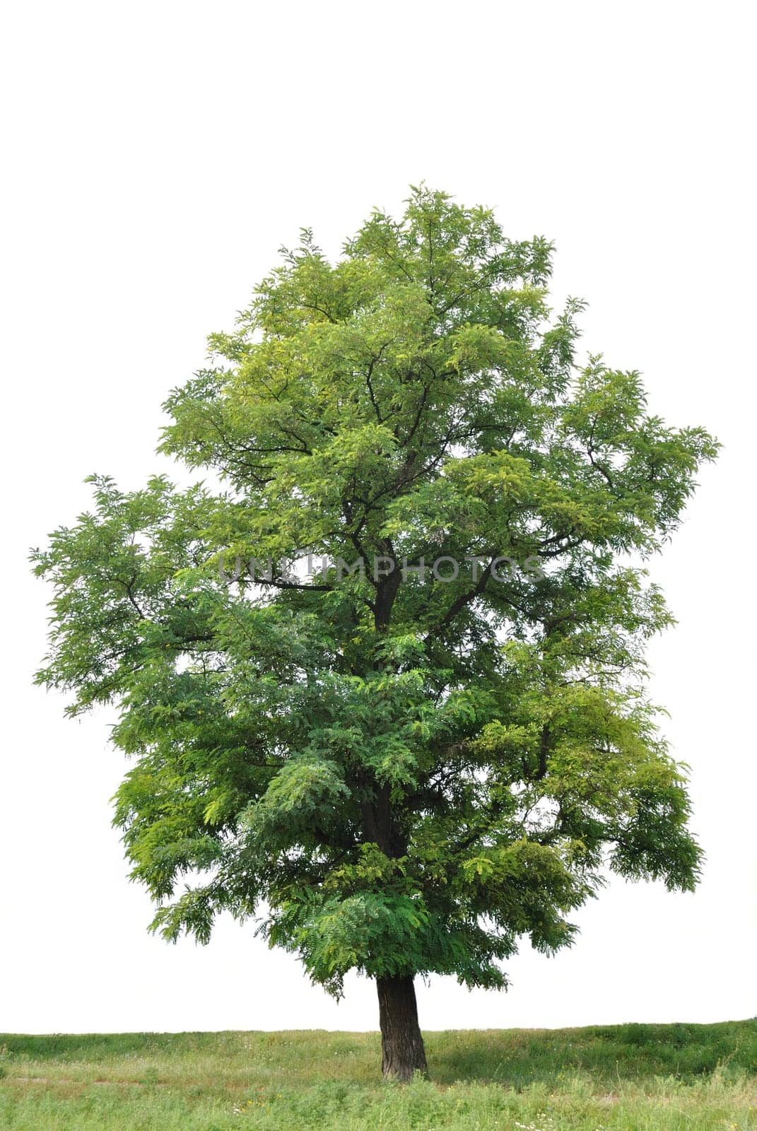 A lonely tree of acacia is against white background. It is summer and leaves are green. One can see a grass under the tree.