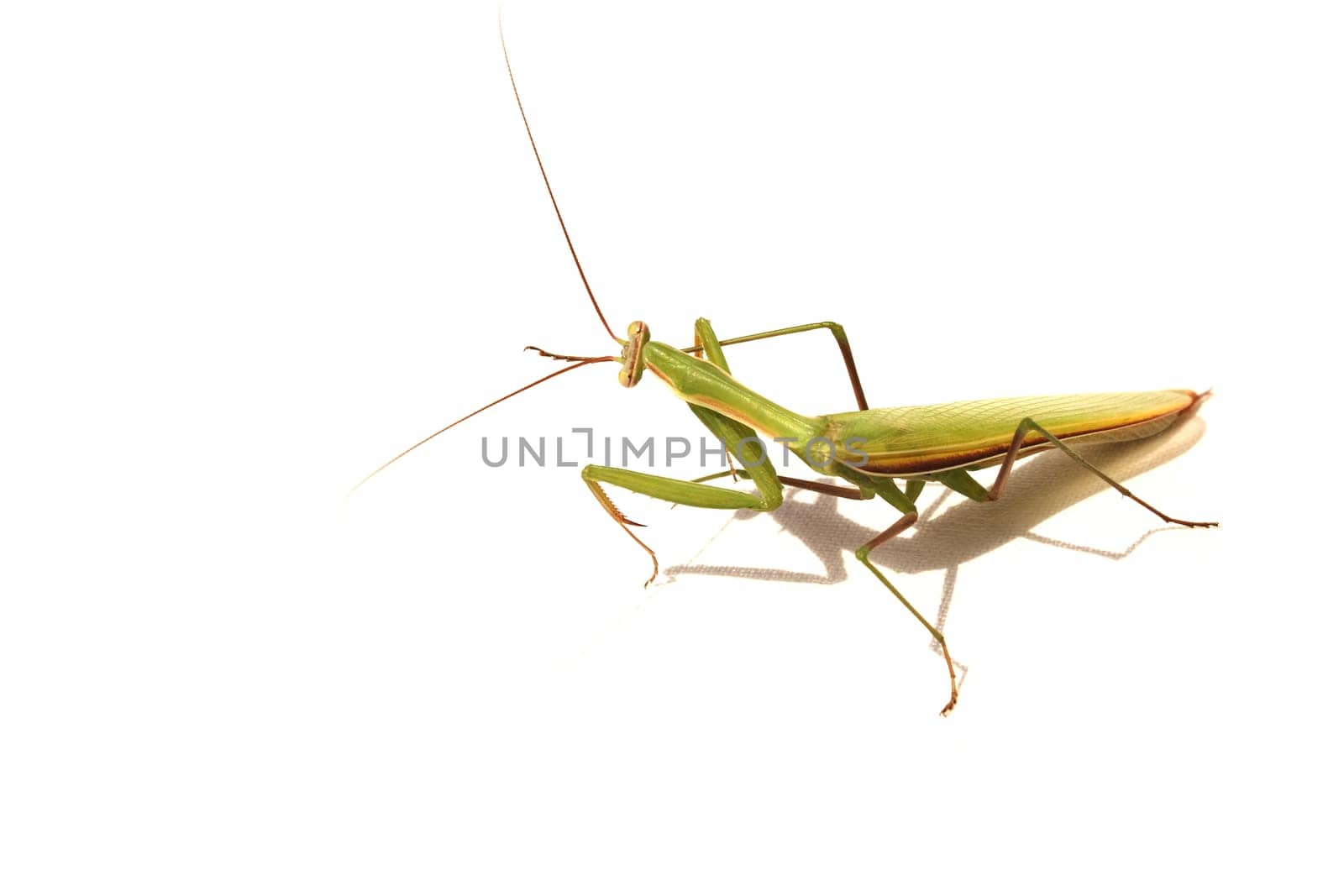 beetle  walking-sticks on isolated white background macro close-up photo