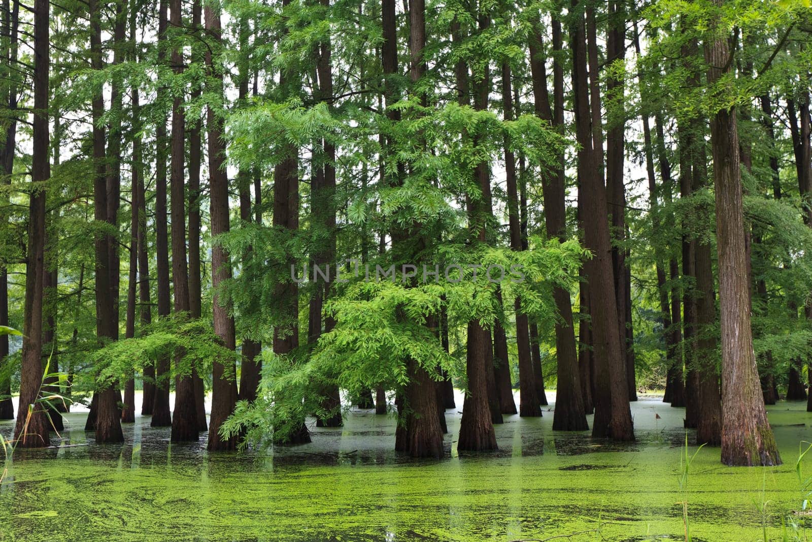 a large and beautiful flooded forest green