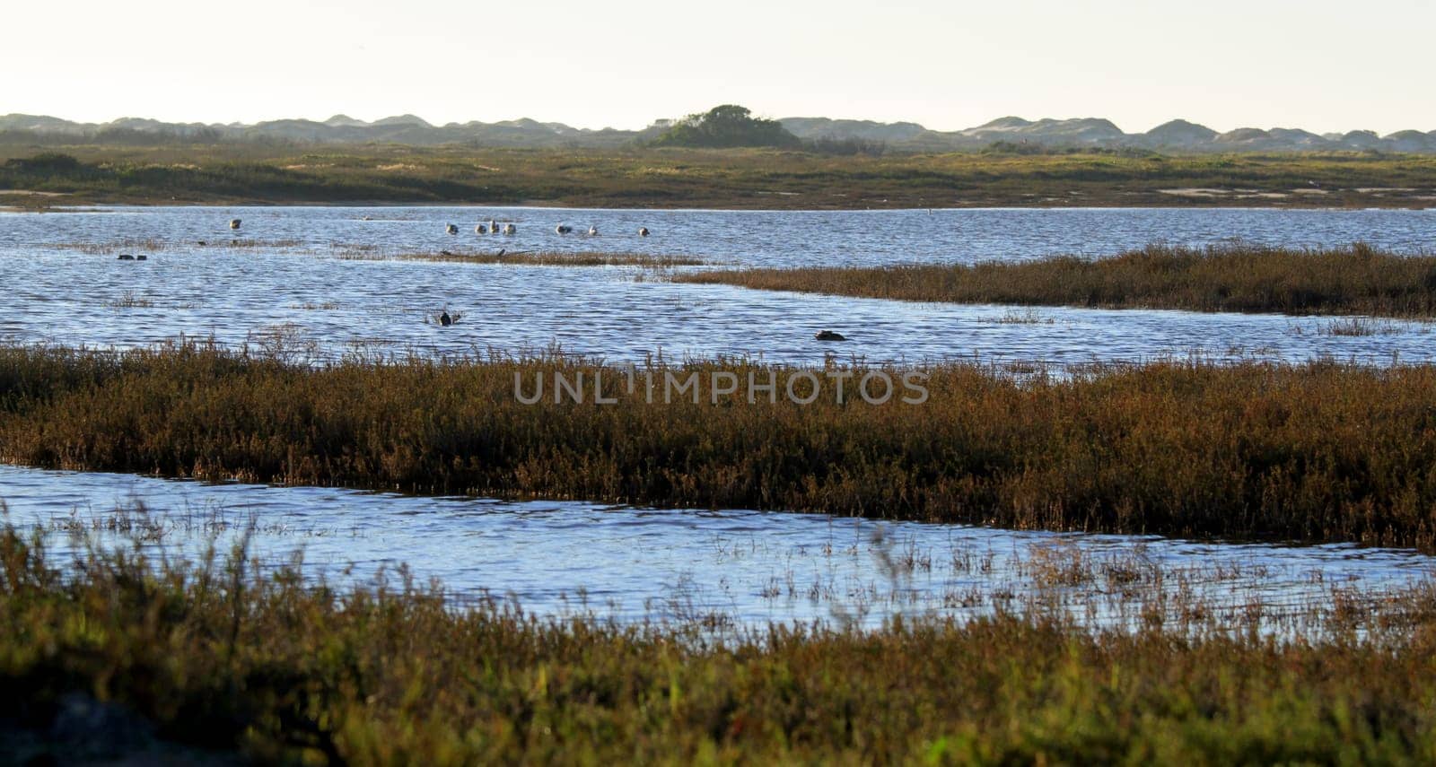 wetland near the Ormond Beach california oxnard