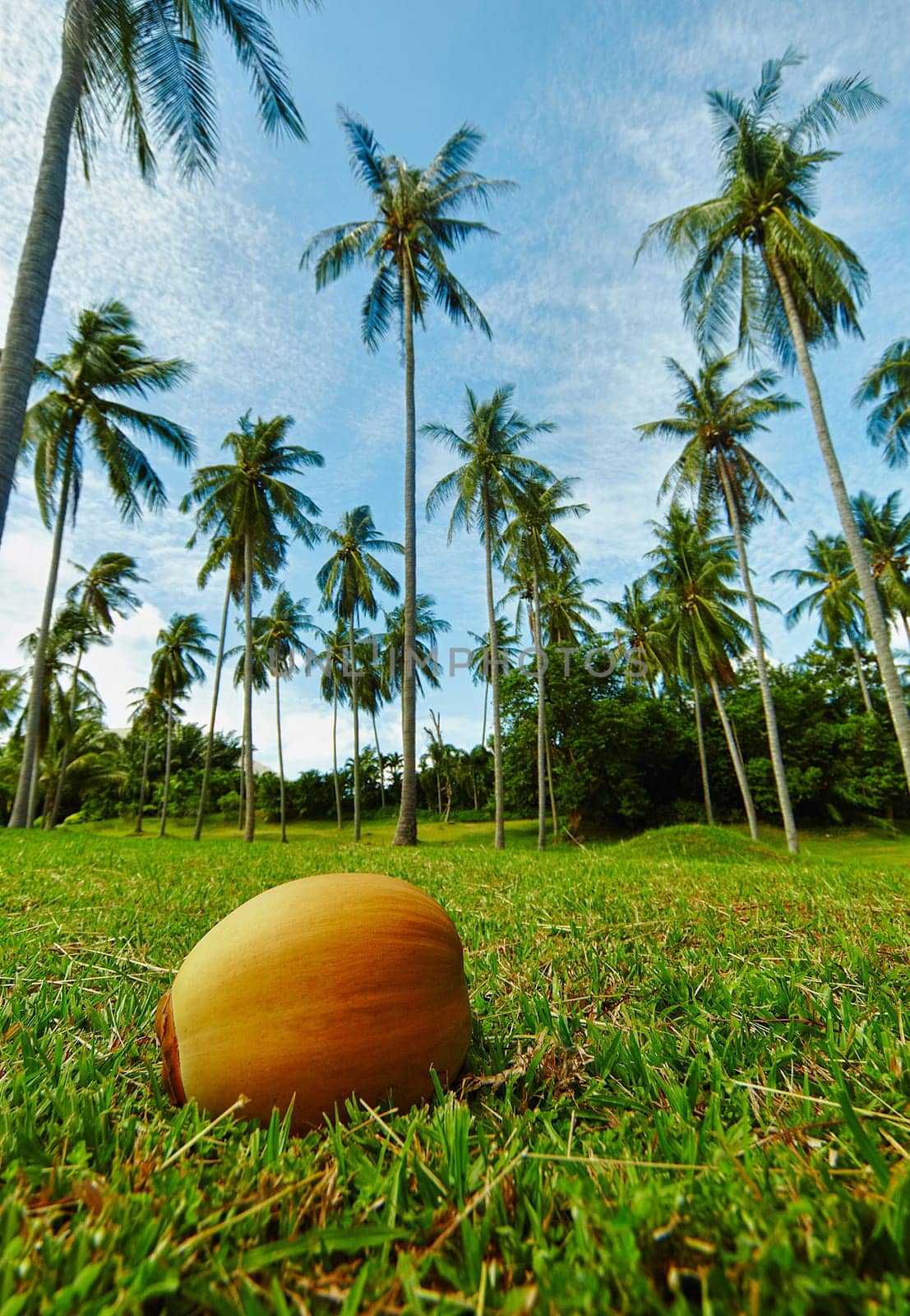 Big ripe coconut lying on the grass under the tropical palm trees